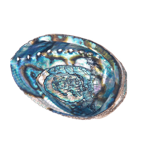 smudge schelp abalone