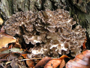 Maitake-